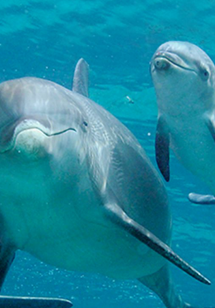 dolfijnen nieuwsbrief